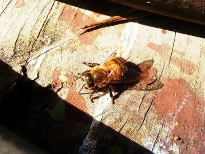 And the Bees Laughed Image